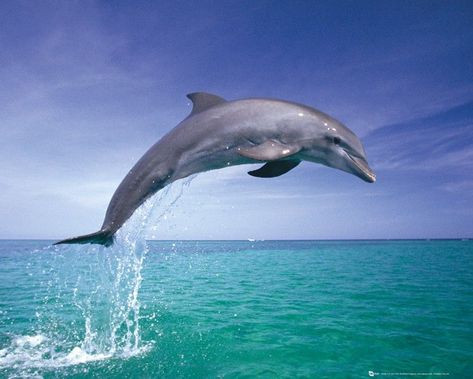 Dolphin Jumping Out Of Water, Ocean Art Painting, Dolphin Art, Water Photo, Sea Photo, Unique Poster, Canvas Print Display, Animal Posters, Art Licensing