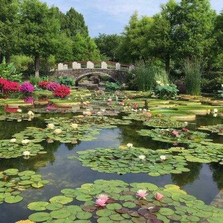 Water lilies bloom in June in Mizu-no-Mori Water Botanical Garden, northeast of Kyoto Wet Flowers, Nursing Room, Water Lily Pond, Lily Garden, Lily Bloom, Event Activities, Lily Pond, Aquatic Plants, Garden Photos