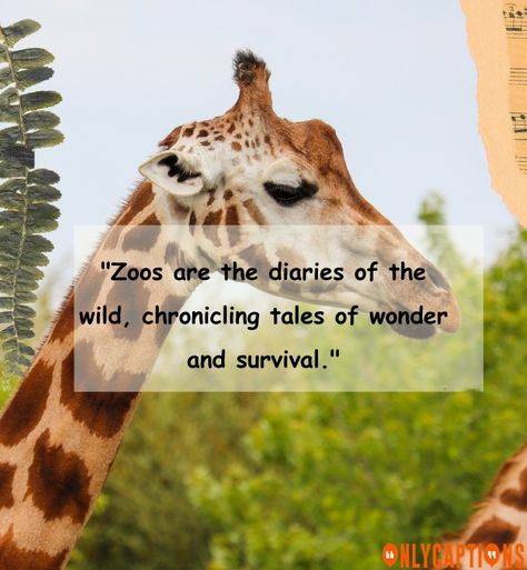 Quotes About The Zoo Zoo Quotes, Connect With Nature, Into The Wild, The Zoo, The Wild, Essence, Quotes, Quick Saves, Nature