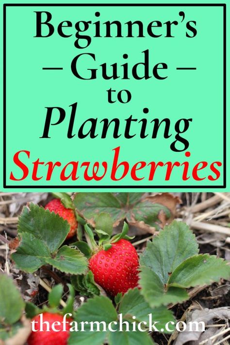 How To Plant Strawberries, When To Plant Strawberries, Planting Strawberries, Plant Strawberries, Garden Strawberries, Growing Strawberries In Containers, Strawberries In Containers, Berry Garden, Strawberry Planters