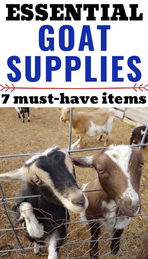 If you're thinking of gettin Nigerian Dwarf Goats, or any kind of goats, you have GOT to have the right supplies on hand. Here is a comprehensive list of the essentials you need when you have a goat farm.  #homesteadlife #raisinggoats #homesteadanimals Goat Supply List, What Do Goats Need, Taking Care Of Goats, Raising Goats For Beginners, Goats Enclosure, Farm Yard Ideas, Goat Waterer Ideas, Goat Enclosure Ideas, Pygmy Goat Care