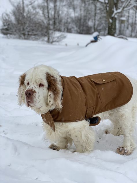 Clumber Spaniel Puppy, Clumber Spaniel, Cute Animals Puppies, Puppies And Kitties, Pretty Dogs, Pretty Animals, Spaniel Dog, Fluffy Animals, Family Pet