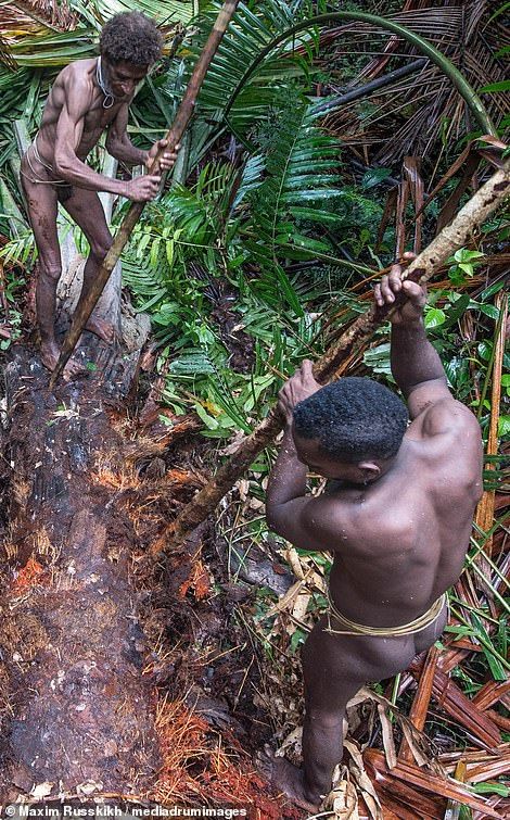 Indonesian communities in remote corner of New Guinean jungle slowly abandon traditional life | Daily Mail Online Jungle People, People Living, The 1970s, The Pacific, Daily Mail, 1970s, The Outsiders, Quick Saves