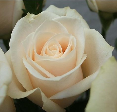 Vendela Rose, Pale Pink Weddings, Rose Varieties, Mary Frances, Colorful Garden, Make Your Mark, Love Flowers, Color Themes, Flower Shop