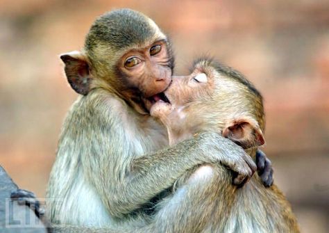 Cute Animals Kissing, Funny Monkey Pictures, Animals Kissing, Monkey Pictures, Monkeys Funny, Primates, Animals Images, Funny Animal Pictures, Koala Bear