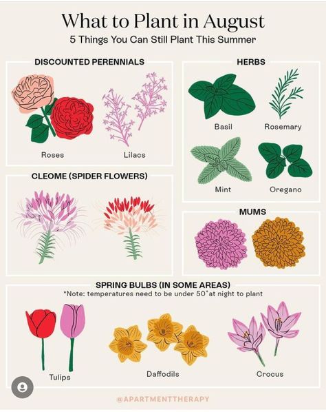 What To Plant In August, Fall Gardening Ideas, Start Gardening, August Garden, Ideas Garden Design, Fall Gardening, Perennial Herbs, Flower Farmer, Fall Garden