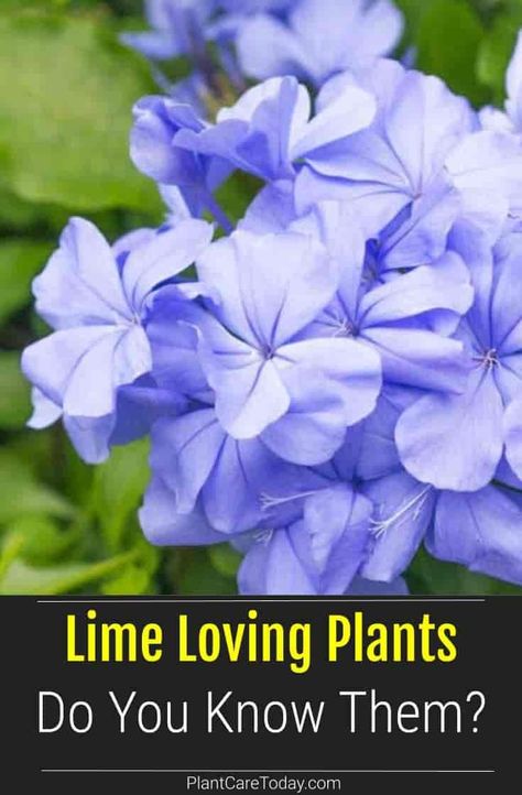 Lime loving plants - magic can be performed by the addition of lime to soil. I discovered by transforming sweet sultans into vigorous specimens [LEARN MORE] Soil Science, Outdoor Improvements, Garden Remedies, Plant Magic, Plant Hacks, Indoor Plant Care, Low Light Plants, Starting A Garden, House Plant Care