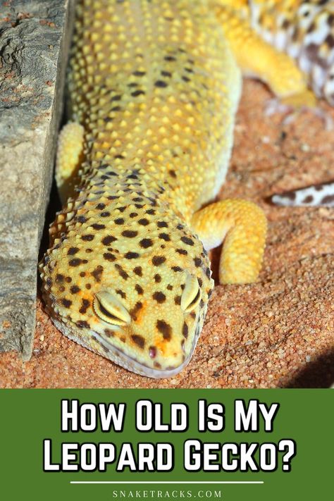 Have you wondered how old is my leopard gecko? If you got it as a baby, you probably know, but if you got it as an adult then you may not. For this informaton, you have to click in destination. Leopard Gecko Smile, Leopard Gecko Setup, Pet Gecko, Leopard Gecko Habitat, Leopard Gecko Tank, Leopard Gecko Care, Gecko Habitat, Gecko Terrarium, Cute Gecko