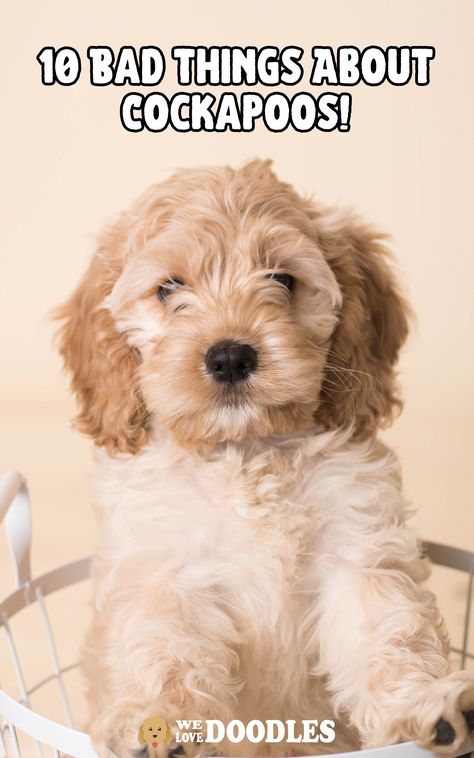 Bad things about Cockapoos? No way, right? These Doodles are loving, smart, affectionate and oh-so playful. But even though this Poodle mix is incredible, there are still many bad things about Cockapoos that you should know. Cockapoo Haircuts, Spoodle Cockapoo, Cockapoo Haircut, Toy Cockapoo, Mini Cockapoo, Unique Dog Breeds, Beautiful Dog Breeds, Cockapoo Dog, Puppy Cut