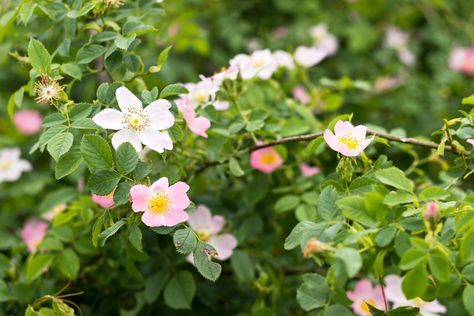 Growing Wild Roses: How To Grow Wild Rose Plants Corner Landscaping, Rose Blooming, Rose Garden Landscape, Gladiolus Bulbs, Rose Garden Design, Rose Bushes, Rose Care, Garden Bulbs, Growing Roses