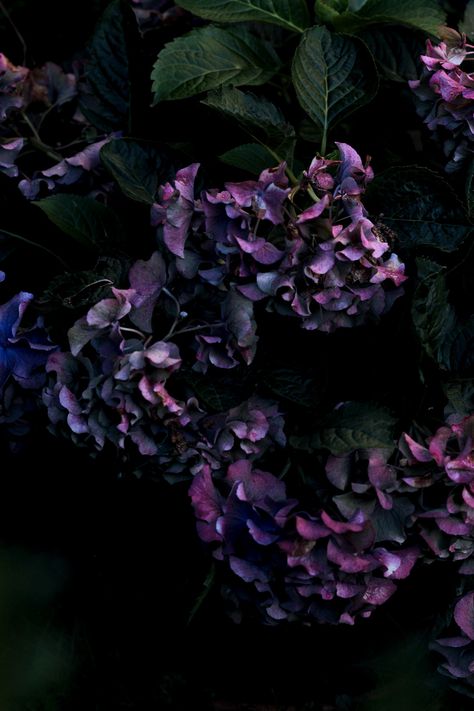 Goth Garden, Gothic Garden, Langston Hughes, Ivy House, Green Hydrangea, Midnight Garden, Dark Flowers, Beauty Nature, Colors Purple