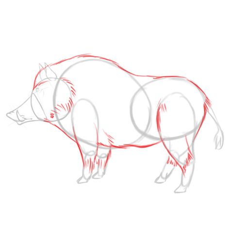 How to Draw a Boar: 6 Steps (with Pictures) - wikiHow Wild Boar Drawing Reference, Boar Picture, Wild Boar Illustration, Wild Boar Drawing, Unicorn Reference, Boar Drawing, Boar Art, Pig Sketch, Wild Hogs