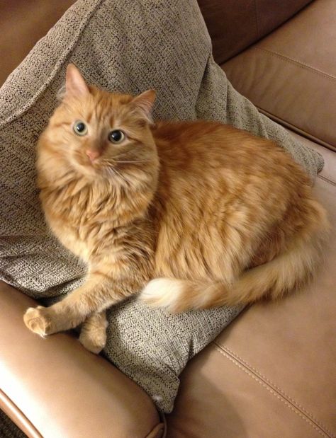 Mary.  Beautiful longhair ginger cat. Orange tabby. Long Hair Ginger Cat, Long Haired Ginger Cat, Manecoon Cat Orange, Long Hair Orange Tabby Cat, Orange Longhair Cat, Long Haired Orange Cat, Ginger Ragdoll Cat, Orange Female Cat, Long Hair Orange Cat