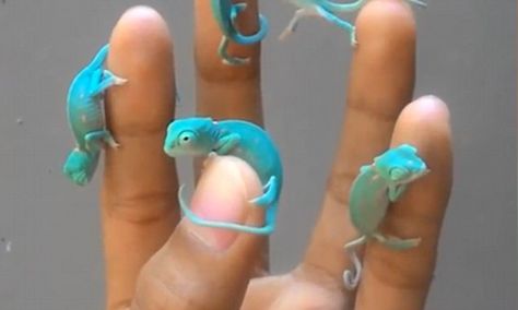 Tiny chameleons reach out to touch each other on fingers Chameleon Enclosure, Pet Chameleon, Cute Animals Videos, Baby Chameleon, Cute Animal Art, Cute Lizard, Cute Reptiles, Chameleons, Animals Art