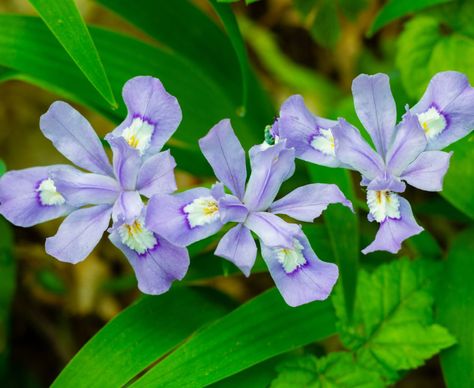 Iris Cristata, Growing Irises, Woodland Plants, Shade Gardens, White Iris, Street Trees, Low Maintenance Garden, Hydroponic Gardening, Landscaping Tips