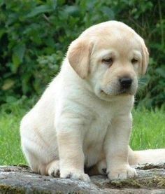 Cute Labrador Puppies, Cute Lab Puppies, Labrador Retriever Training, Labrador Noir, Black Labrador Retriever, 강아지 그림, Labrador Retriever Puppies, Labrador Retrievers