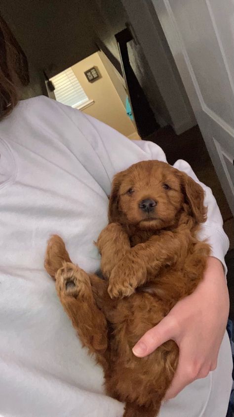 Red Goldendoodle Puppy, Miniature Golden Doodle Puppy, Red Golden Doodle, Golden Doodle Puppies, Golden Doodle Puppy, Mini Golden Doodle, Red Goldendoodle, Goldendoodle Miniature, Golden Doodle Dog