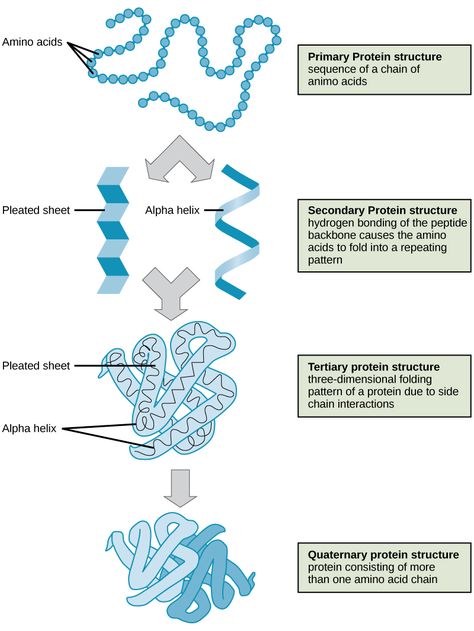 Shown are the four levels of protein structure. The primary structure is the amino acid sequence. Secondary structure is a regular folding pattern due to hydrogen bonding. Two types of second Macromolecules Biology, Protein Biology, Protein Folding, Protein Structure, Biochemistry Notes, Biology Worksheet, A Level Biology, Biology Classroom, Covalent Bonding