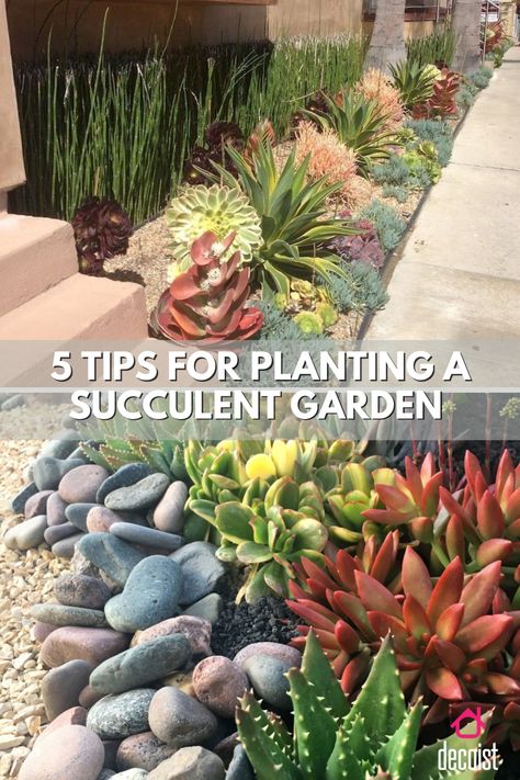 Succulent Beds In Front Of House, Succulent Outside Garden, Shaded Succulent Garden, Florida Succulent Garden, Cactus Rock Garden Landscape Design, Suculentas Garden Ideas, Large Succulent Garden, Cacti Garden Ideas, Succulents Garden Design