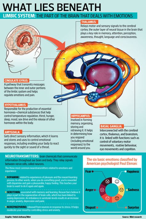 Brain Anatomy And Function, Human Brain Anatomy, Therapy Benefits, Brain Storm, Psychology Notes, Basic Anatomy And Physiology, Brain Facts, Limbic System, Brain Anatomy