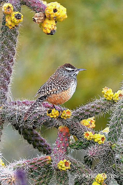 Cactus wren standing on Cholla cactus fruit here on the Sonoran desert. Saddlebrooke, Arizona, USA. Photo shared by Parks Squyres. Desert Birds, Arizona Painting, Arizona Birds, Warrior Cats Clans, Spring Desert, Desert Habitat, Cactus Fruit, Cactus Wren, Cholla Cactus