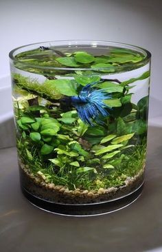 Fish Ecosystem, Water Terrarium, Tanaman Air, Plant Obsession, Ikan Air Tawar, Taman Air, Fish Bowls, Betta Aquarium, Underwater Plants