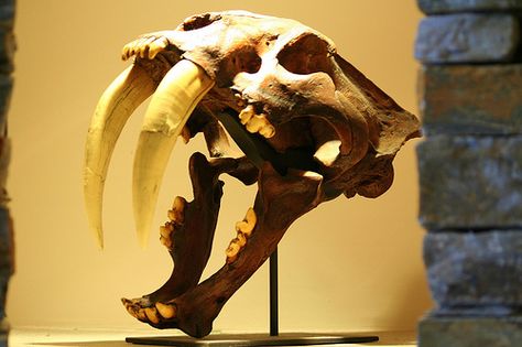 Sabertooth Tiger Skull Sabertooth Tiger Skull, Skeleton Reference, Laguna Hills California, Sabertooth Tiger, Tiger Skull, Lion Tattoos, Animal Skeletons, Animal Skull, Bone Art