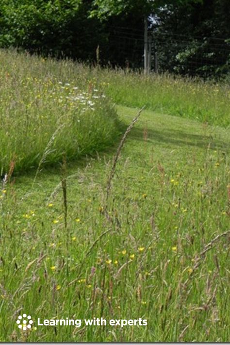 How To Create A Wildflower Meadow, Wildflower Meadow Garden, Meadow Scaping, Rewilding Garden, Meadow Landscaping, Backyard Meadow, Lawn Renovation, Flower Meadows, Land Ideas