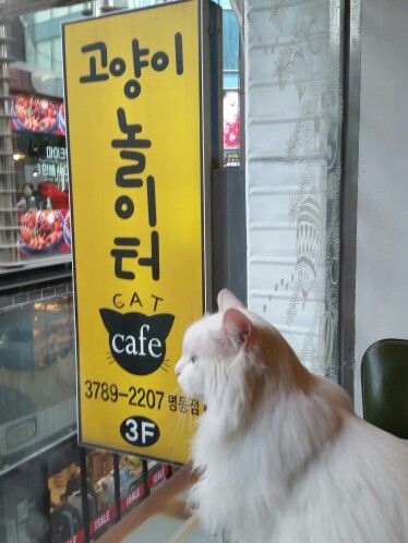 Cat cafe in Myeongdong (fantastic cat and tea cafe - but blayne probably can't do this T____T ) Korea Cat Cafe, Cat Cafe Korea, Cat Cafe Japan, Korea Moodboard, Korea Photo Ideas, South Korea Trip, Cat Cafes, Cafe Japan, Korean Travel