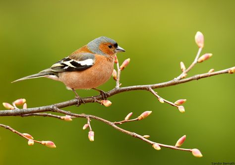 Photography community, including forums, reviews, and galleries from Photo.net Hawfinch, Bee Hummingbird, Chaffinch, Backyard Birds, Birdwatching, Wild Things, Bird Photo, Colorful Birds, Bird Garden