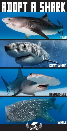 4 species now available to adopt! Help us #savesharks by adopting a shark! http://shop.sharkangels.org/adopt-a-shark-1/ Different Types Of Sharks, Save The Sharks, Types Of Sharks, Shark Pictures, Shark Bait, Bull Shark, Shark Man, Shark Lover, Beautiful Sea Creatures