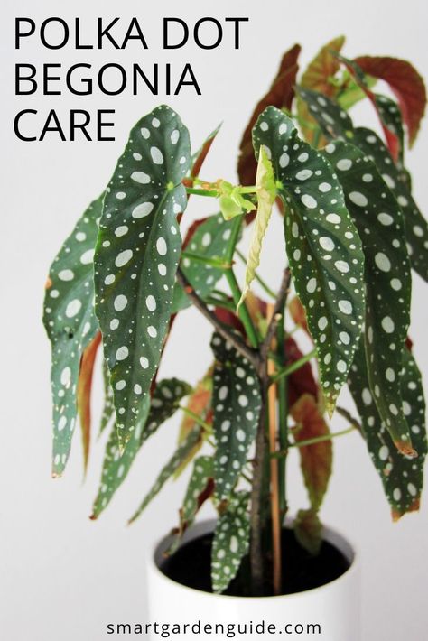 Spotted Begonia, Polka Dot Begonia, Big Leaf Plants, Begonia Maculata, Plant Care Houseplant, Smart Garden, Indoor Plant Care, Indoor Gardens, Houseplants Indoor