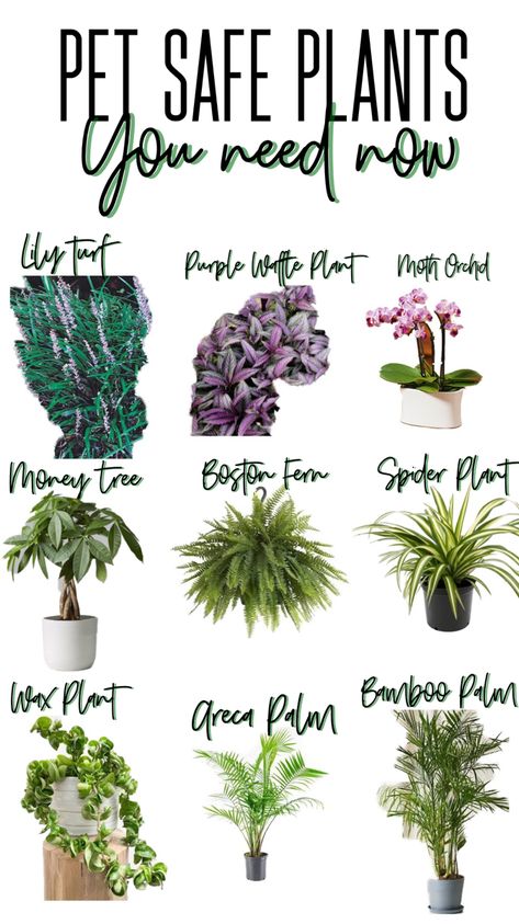 Pet Safe Plants, Indoor Plants Pet Friendly, Safe House Plants, Cat Friendly Plants, Cat Safe Plants, Pinecone Crafts, Plants Pet Friendly, نباتات منزلية, Household Plants