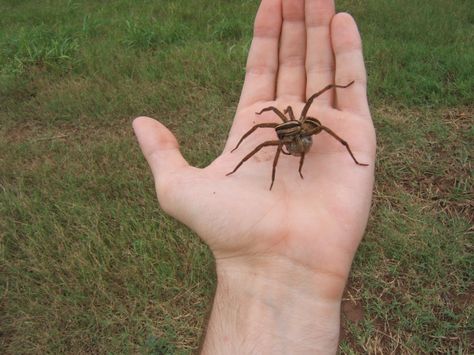 Wolf Spider -  the first one we ever saw was here in Michigan and trying to get in our garage -  now this spider is creepy Spider On Hand, Spider Aesthetic, Giant Wolf, Spider Fact, Big Spiders, Wolf Spider, College Station, A Wolf, Texas Usa