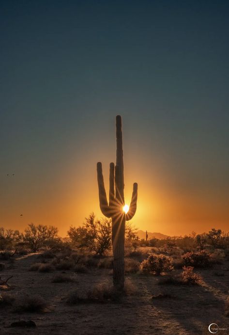 Desert Grunge Aesthetic, Desert Astethic, Desert Grunge, Rock N Roll Aesthetic, Country Sunset, Desert Cactus, Southwest Desert, Sunset Pictures, Amazing Grace