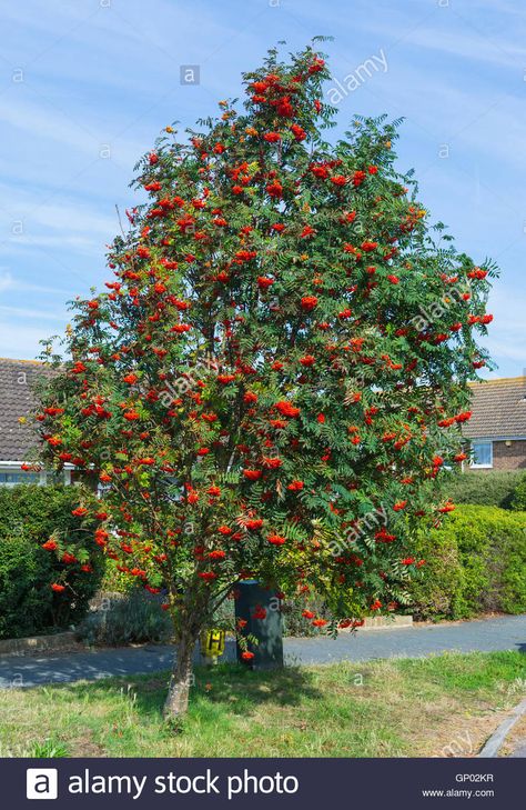 Download this stock image: Rowan tree (Sorbus aucuparia, Mountain Ash tree) by the side of the road in a residential area in England, UK. - GP02KR from Alamy's library of millions of high resolution stock photos, illustrations and vectors. Slope Garden, Mountain Ash Tree, Sorbus Aucuparia, Rowan Tree, Hudson Homes, Wild Garden, Mountain Ash, Ash Tree, House Gardens