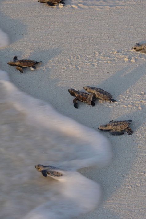 See the incredible wildlife of the Seychelles on our 'Natural Seychelles in High Luxury' trip Seychelles Islands Aesthetic, Seychelles Photo Ideas, 2024 Travel Destinations, The Seychelles, Seychelles Photography, Seychelles Aesthetic, Seychelles Vacation, Seychelles Hotels, Luxury Trip