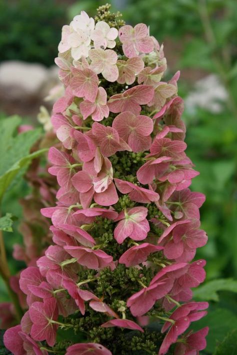 Jetstream Hydrangea Hydrangea Picture, Compost Container, Types Of Hydrangeas, Hydrangea Quercifolia, Oakleaf Hydrangea, Gardening Design, Hydrangea Care, Growing Hydrangeas, Hydrangea Garden