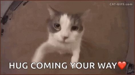 Hug Love GIF - Hug Love Hi - Discover & Share GIFs Cat Hug Gif, Hug Gif, Kitty Kisses, Cat Hug, Banner Gif, Epic Fails Funny, Love Gif, Cute Gif, Cat Gif