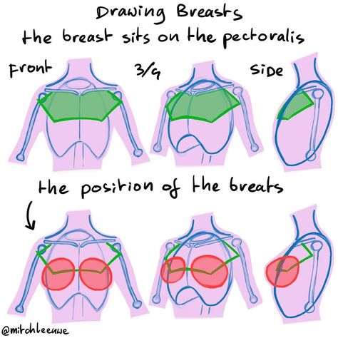 Mitch Leeuwe on Instagram: “Drawing breasts! These steps helped me understand drawing the breasts on the body.  #art #sketch #howtodraw #drawing #illustration…” Body Tutorials, Learning Anatomy, Mitch Leeuwe, Draw Anatomy, Anatomy Book, Drawing Women, Female Anatomy Reference, Keep Practicing, Anatomy Sculpture