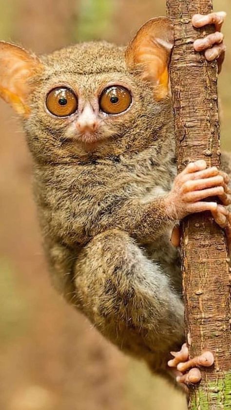 Tarsier Illustration, Pure Instinct, Types Of Monkeys, Bizarre Animals, Animal Print Wallpaper, Animal References, Unusual Animals, Animal Sketches, Cute Animal Pictures