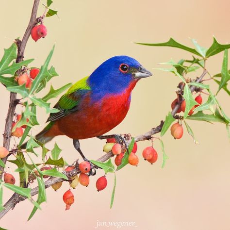 Bird Whisperer on Instagram: “• Painted Bunting • My first ever photo of a Painted Bunting. Such an exciting bird to see for me! Amazing colours. He didn’t stay on the…” Bunting Bird, Earth Photography, Painted Bunting, Visit Texas, Birds Nature, Photography Lenses, Tiny Bird, Beautiful Bird, Pretty Birds