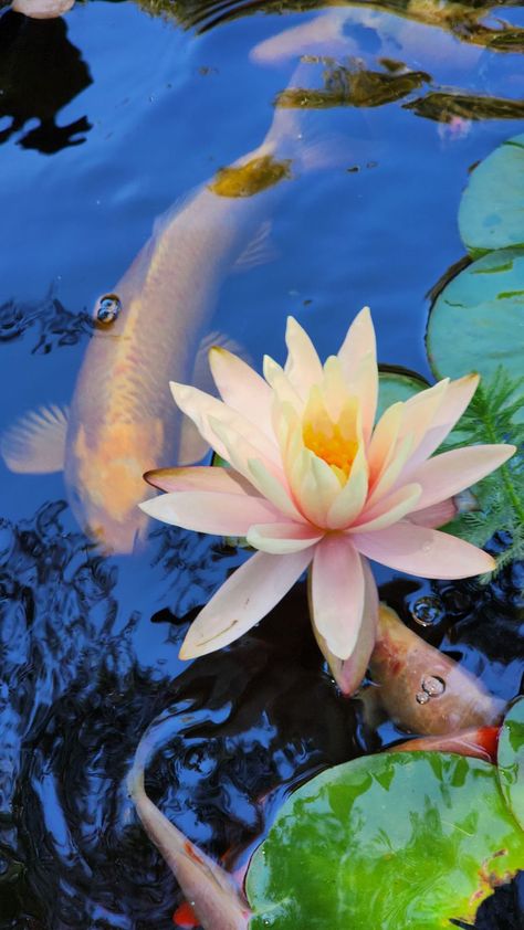 Koi Fish Pond Photography, Lily Pads Photography, Pads Photography, Koi Fish In Pond, Fish In Pond, Pond Photography, White Flowers Garden, Wall Illustration, Lily Wallpaper