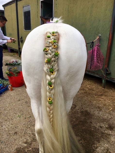 Show Braids Horse, Braided Horse Mane, Tail Braids Horse, Horse Hairstyles Tutorial, Horse Tail Braid Ideas, Braiding Horse Manes, Horse Hairstyles Ideas, Horse Braiding Ideas, Braids For Horses