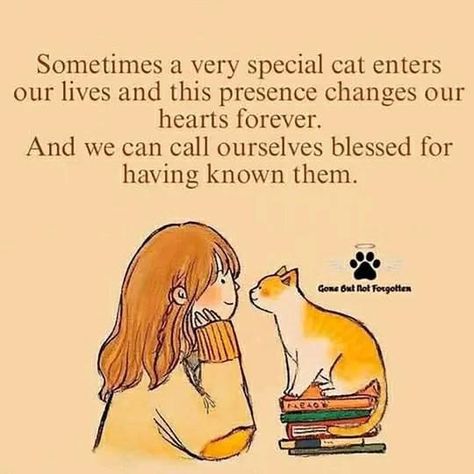 Gato Angel, I Miss My Cat, Simons Cat, Mama Cat, Cat Facts, Cat Quotes, Cute Cats And Kittens, Cat Care, Cats Meow