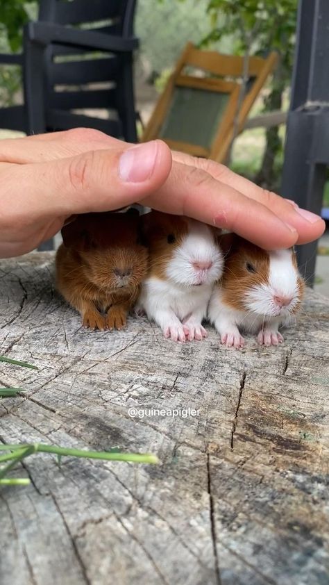 Guinea Pigs Funny, Baby Guinea Pigs, Pet Guinea Pigs, Cute Small Animals, Cute Guinea Pigs, Guinea Pig Care, Cute Piggies, Baby Pigs, Super Cute Animals