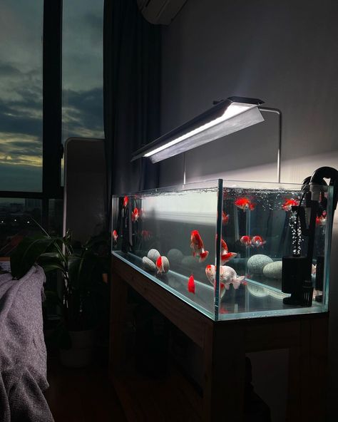 Fancy Fish Tank, Beta Fish Aquascape, Minimalist Fish Tank, Fish Room Ideas, Room With Aquarium, Simple Fish Tank, Aquarium Shelf, Fish Tank Aesthetic, Indoor Fish Tank