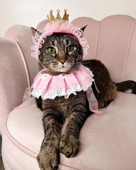 Click link to shop this cat queen costume on Amazon Pink Outfit For Birthday, Outfit For Birthday, Accessories For Cats, Cute Cat Costumes, Cat Queen, Crown Accessories, Lace Crown, Lace Crowns, Food Package