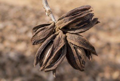 Harvesting Pecans, White Picket Fence House, Texas Trees, Pecan Trees, Pecan Tree, Growing Greens, Fall Garden Vegetables, Pecan Nuts, Garden Shrubs