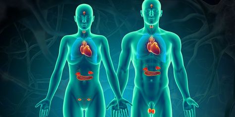 Endocrine System Hormones, Cranial Nerves Mnemonic, Wellness Event, Multi Lingual, The Endocrine System, Too Much Estrogen, Pharmacology Nursing, Pituitary Gland, Estrogen Dominance